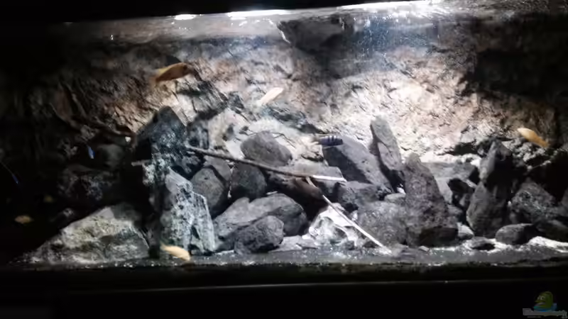 Pflanzen im Aquarium stone bay area (closed due!!!) von der Steirer (58)