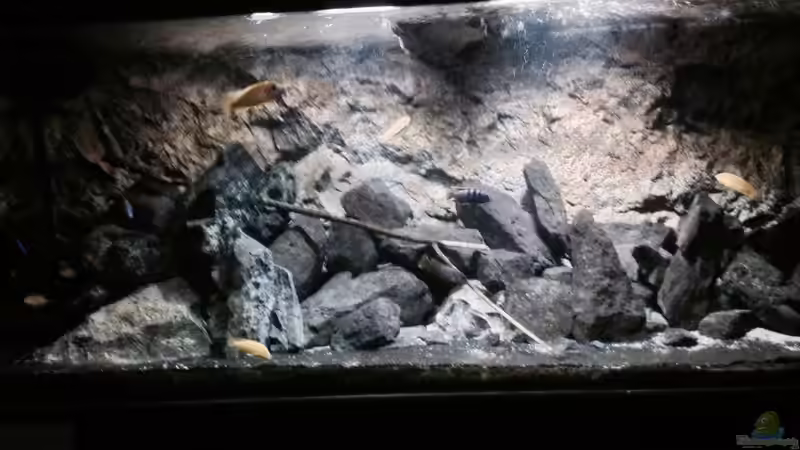 Pflanzen im Aquarium stone bay area (closed due!!!) von der Steirer (59)