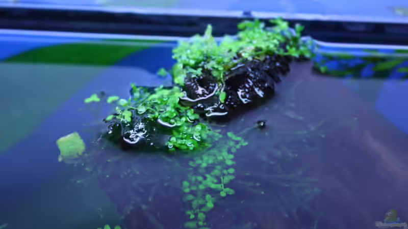 Pflanzen im Aquarium Süd/Mittelamerika von chrisreal (12)