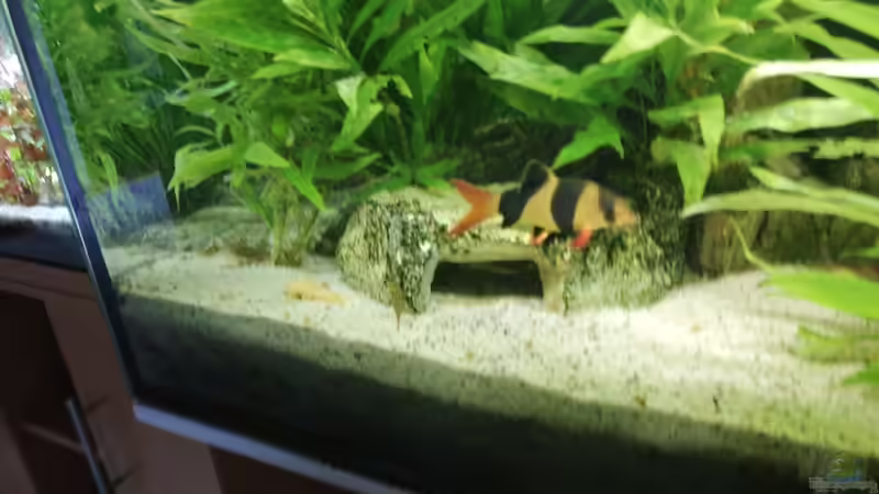 Pflanzen im Aquarium Süd-Ost Asia Becken von Chinese Inai (12)