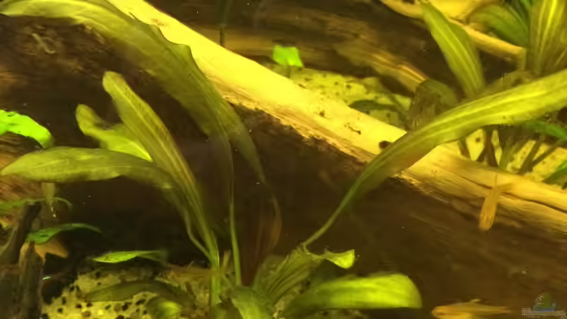 Pflanzen im Aquarium Südamerika 500L von Ragner (43)