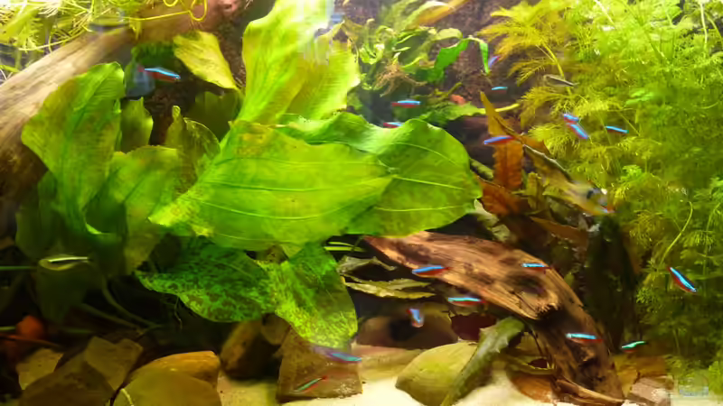 Pflanzen im Aquarium Südamerika am Rhein von Guzzi-Werner (15)