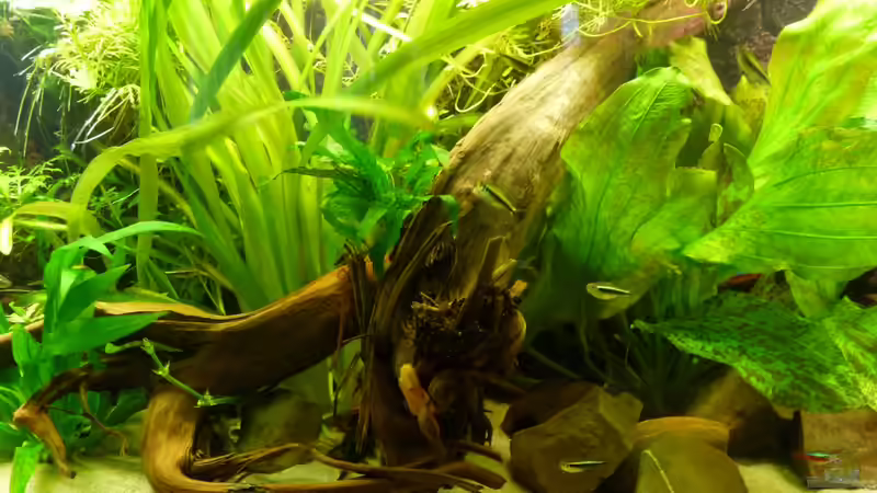 Pflanzen im Aquarium Südamerika am Rhein von Guzzi-Werner (16)