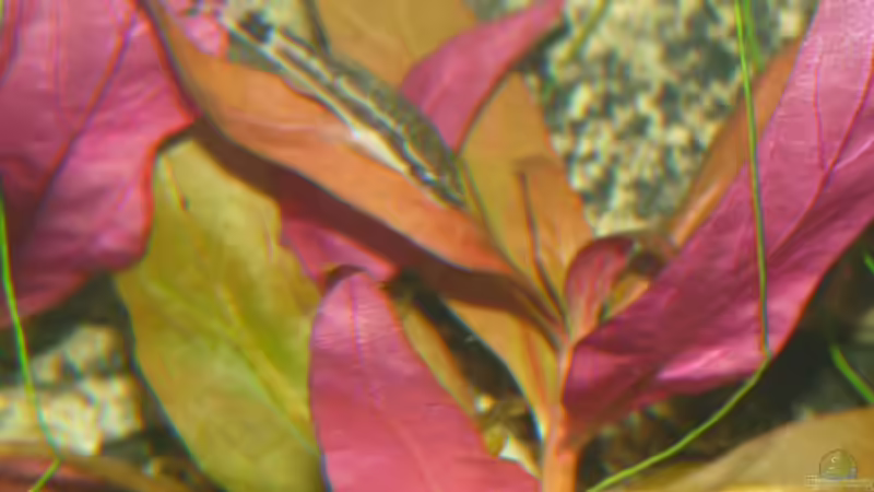 Pflanzen im Aquarium Südamerika am Rhein von Guzzi-Werner (17)