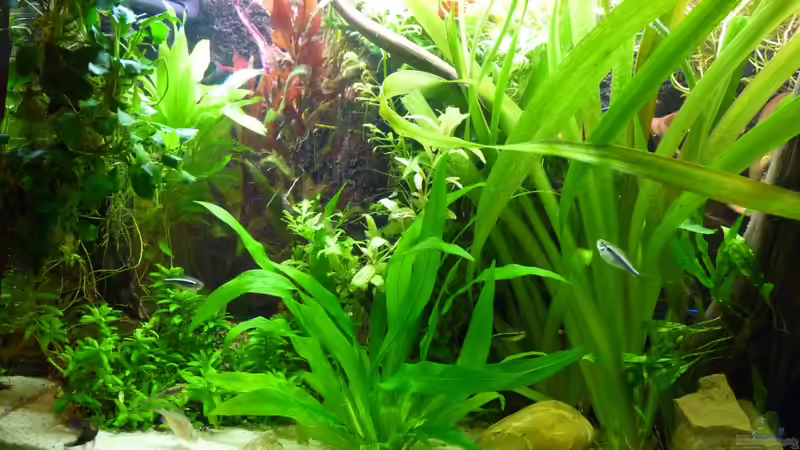 Pflanzen im Aquarium Südamerika am Rhein von Guzzi-Werner (18)