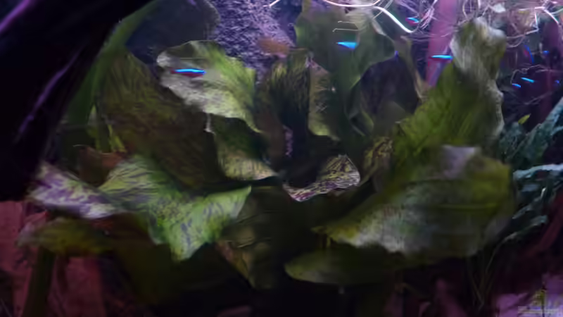 Pflanzen im Aquarium Südamerika am Rhein von Guzzi-Werner (19)