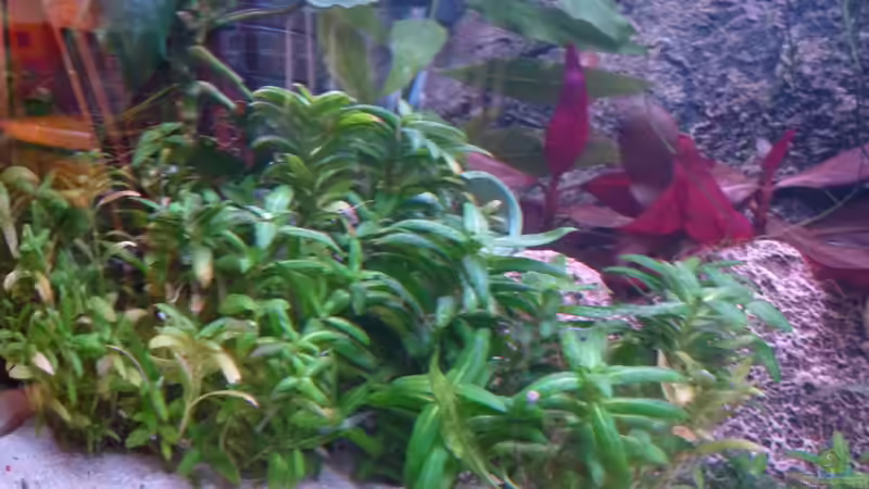 Pflanzen im Aquarium Südamerika am Rhein von Guzzi-Werner (21)