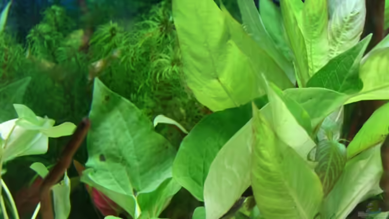 Pflanzen im Aquarium Südamerika Becken von Hunterkoile (8)