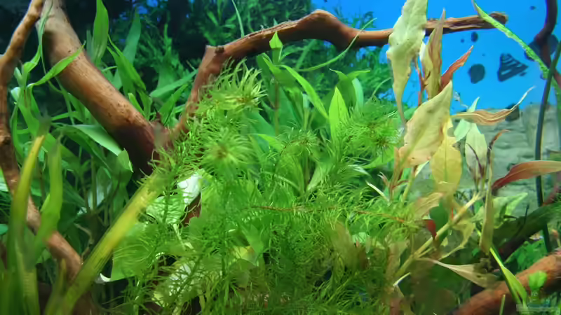 Pflanzen im Aquarium Südamerika Becken von Hunterkoile (9)