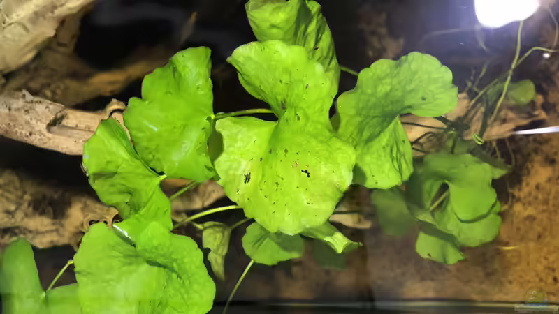 Pflanzen im Aquarium Südamerika Biotop von K.S. (7)