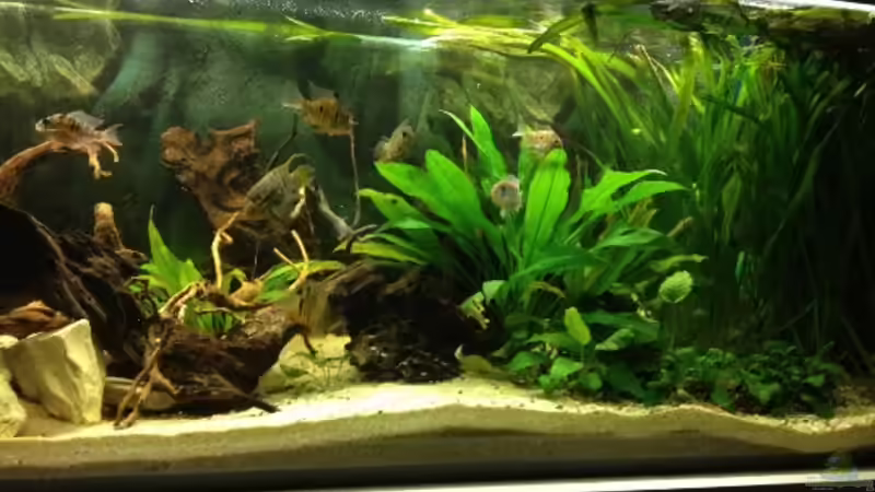 Pflanzen im Aquarium Südamerika Buntbarsche von Grüffelo (10)