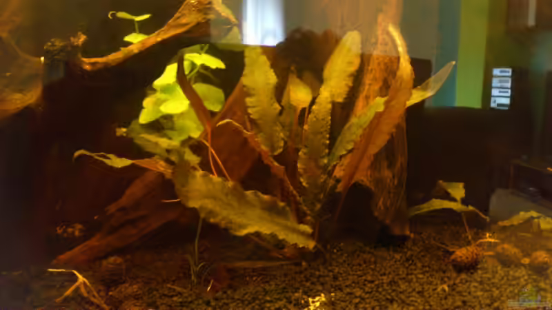 Pflanzen im Aquarium Südamerika die erste ) NUR NOCH ALS BEISPIEL. von Kai Heermann (8)