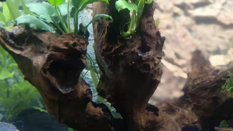 Pflanzen im Aquarium Südamerika Flusslauf von Elchristo (8)