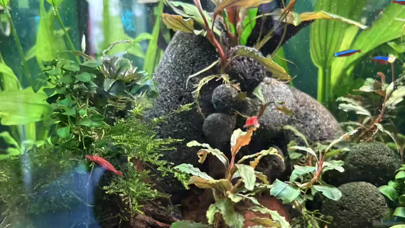 Pflanzen im Aquarium Südamerika Gemeinschaft von Lucas96 (4)