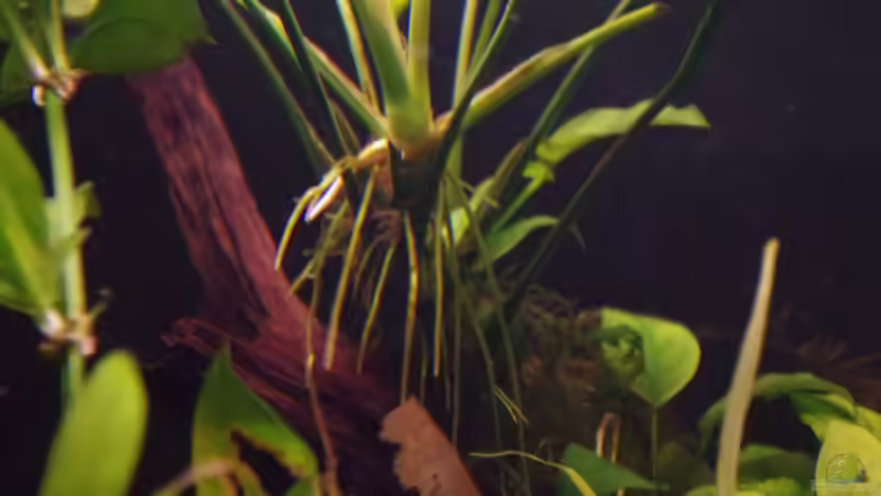 Pflanzen im Aquarium Südamerika Gesellschaftsbecken 31372 von Dahoimbocha (5)