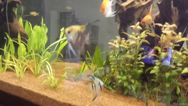 Pflanzen im Aquarium Südamerika Gesellschaftsbecken von Tobias Zelzer (25)