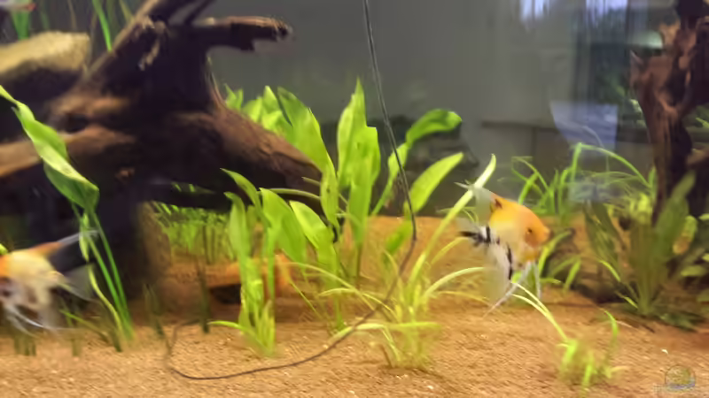 Pflanzen im Aquarium Südamerika Gesellschaftsbecken von Tobias Zelzer (27)