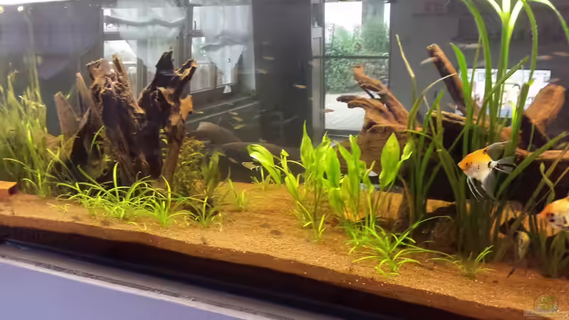 Pflanzen im Aquarium Südamerika Gesellschaftsbecken von Tobias Zelzer (29)