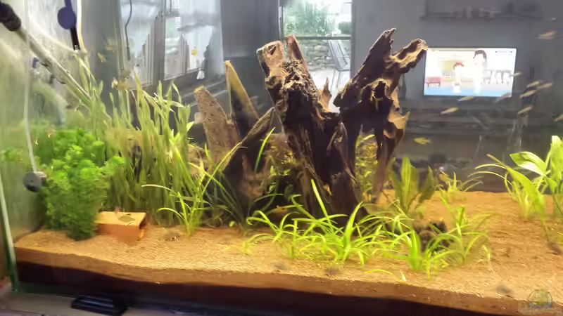 Pflanzen im Aquarium Südamerika Gesellschaftsbecken von Tobias Zelzer (30)