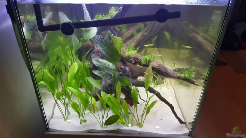 Pflanzen im Aquarium Südamerika in der Oberpfalz von Heppy (2)