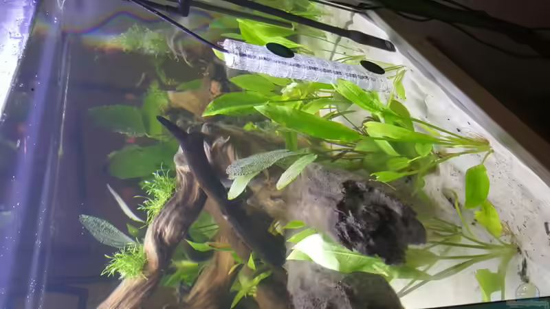 Pflanzen im Aquarium Südamerika in der Oberpfalz von Heppy (3)