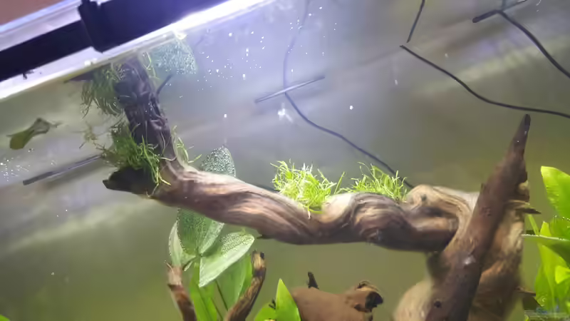 Pflanzen im Aquarium Südamerika in der Oberpfalz von Heppy (5)