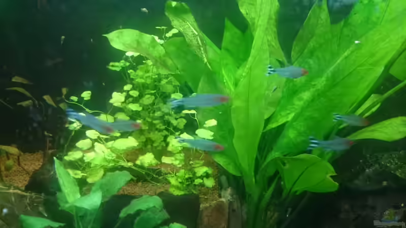 Pflanzen im Aquarium Südamerika-Juwel Rio von Z to the osel (10)