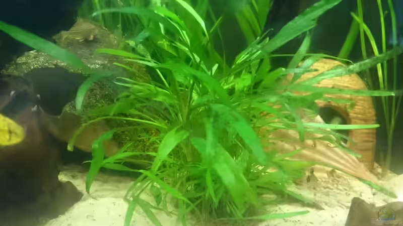 Pflanzen im Aquarium Südamerika-Juwel Rio von Z to the osel (8)