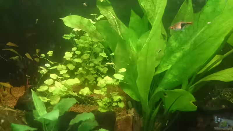 Pflanzen im Aquarium Südamerika-Juwel Rio von Z to the osel (9)