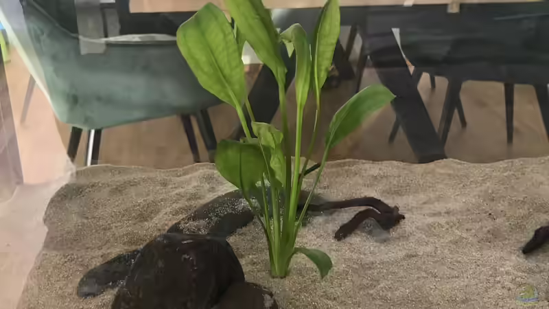 Pflanzen im Aquarium Südamerika Raumteiler von BlueWave (8)