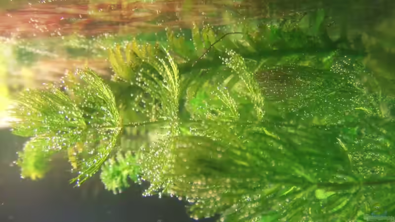 Pflanzen im Aquarium Südamerika Rechteck Becken von Nancy Ettlich (4)