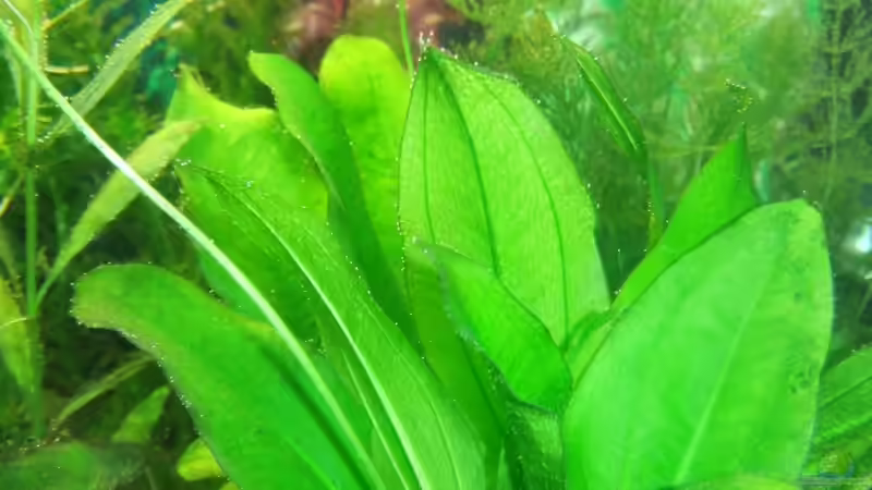 Pflanzen im Aquarium Südamerika Rechteck Becken von Nancy Ettlich (5)