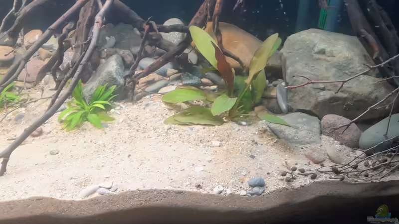 Pflanzen im Aquarium Südamerika-Suppe von Markus J. (5)