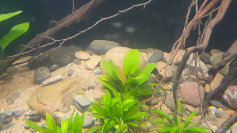 Pflanzen im Aquarium Südamerika-Suppe von Markus J. (7)