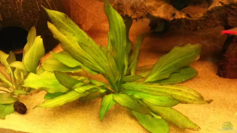 Pflanzen im Aquarium Südamerika Traum von Basti Rothe (4)