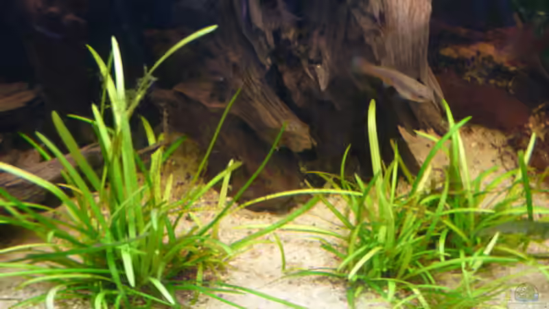 Pflanzen im Aquarium Südamerika von Bavaria (4)