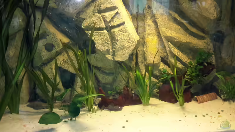 Pflanzen im Aquarium Südamerika von brokhauser (13)