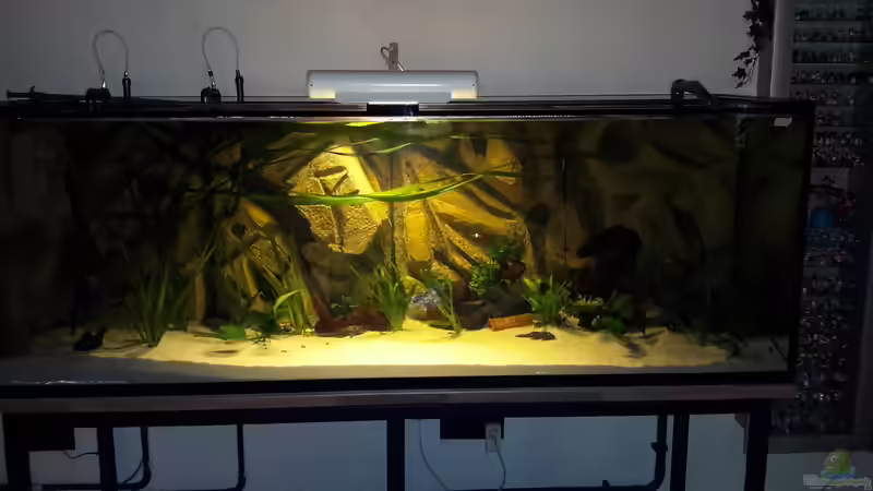 Pflanzen im Aquarium Südamerika von brokhauser (14)