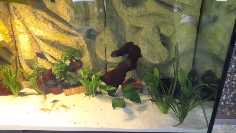 Pflanzen im Aquarium Südamerika von brokhauser (15)