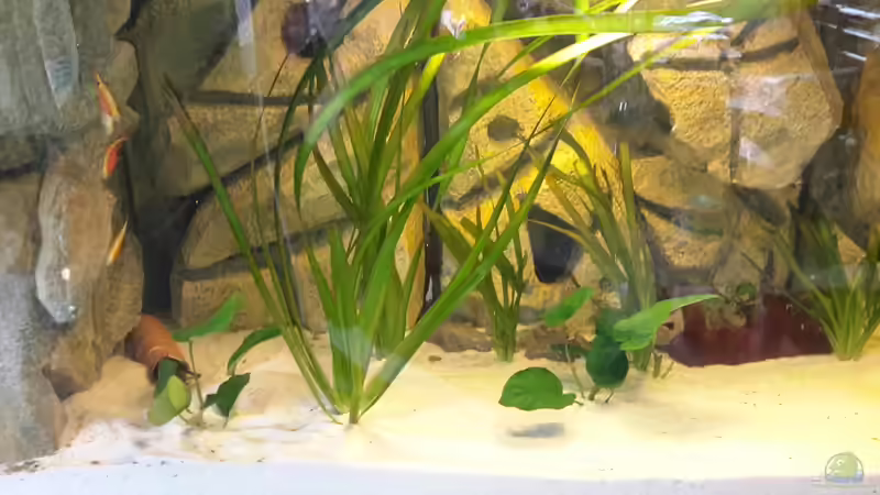 Pflanzen im Aquarium Südamerika von brokhauser (16)