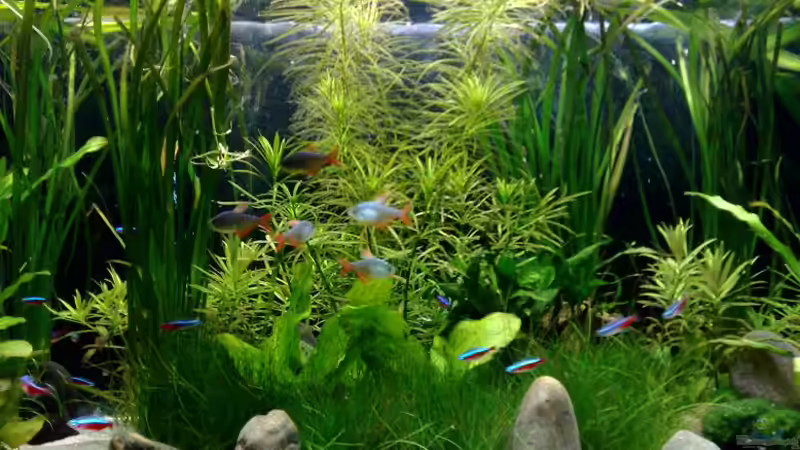 Pflanzen im Aquarium Südamerika von Chris_R. (5)