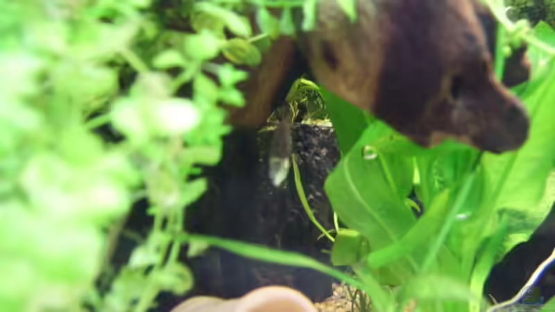 Pflanzen im Aquarium Südamerika von Fireman (10)