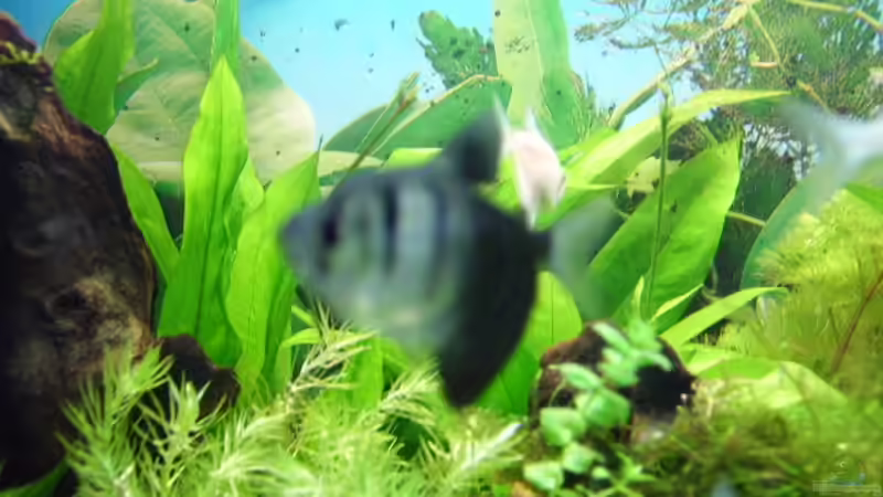 Pflanzen im Aquarium Südamerika von Fireman (9)