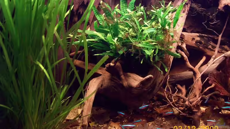 Pflanzen im Aquarium Südamerika von Heiko Bischof (5)