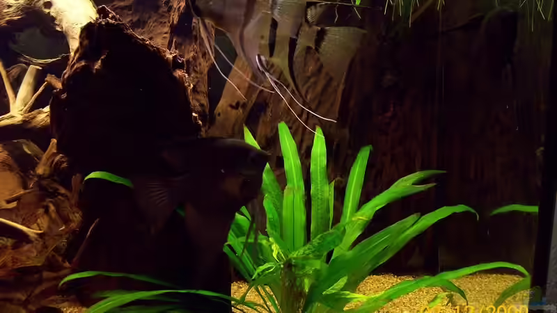 Pflanzen im Aquarium Südamerika von Heiko Bischof (7)