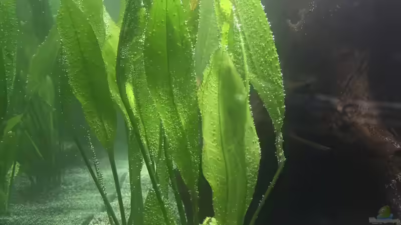 Pflanzen im Aquarium Südamerika von Marius Stößer (54)
