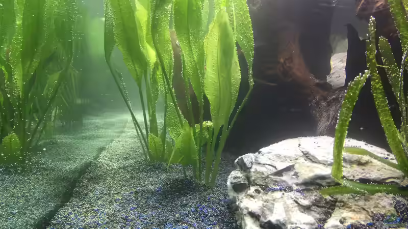 Pflanzen im Aquarium Südamerika von Marius Stößer (55)