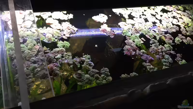 Pflanzen im Aquarium Südamerika von Marius Stößer (62)
