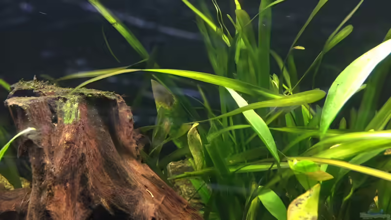 Pflanzen im Aquarium Südamerika von Marius Stößer (63)