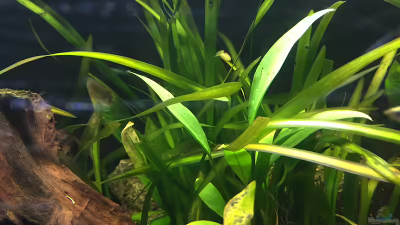 Pflanzen im Aquarium Südamerika von Marius Stößer (64)